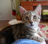 Prentiss