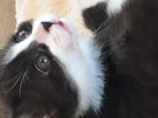 Milo