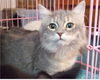 Willow-tabby '08