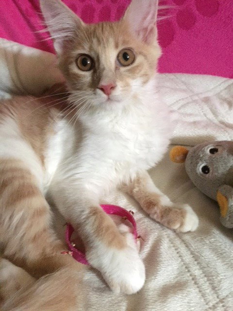 Peaches