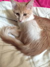 Peaches