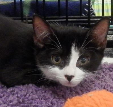 Milo