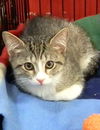 Oliver