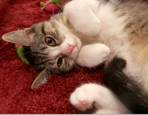 Oliver