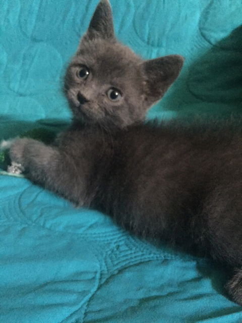 Bonita