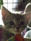 Smidgeon