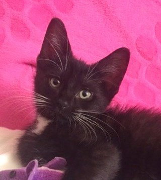 Mateo