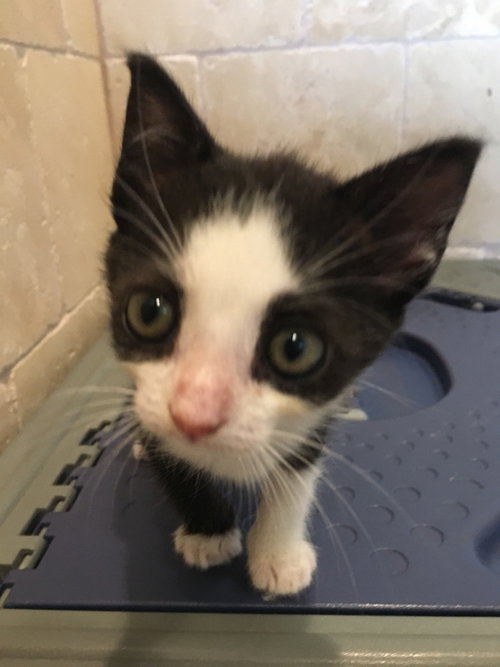 Mini Tuxedo