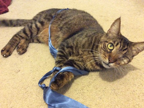 Hazey