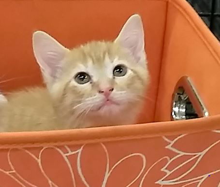 Biscuit