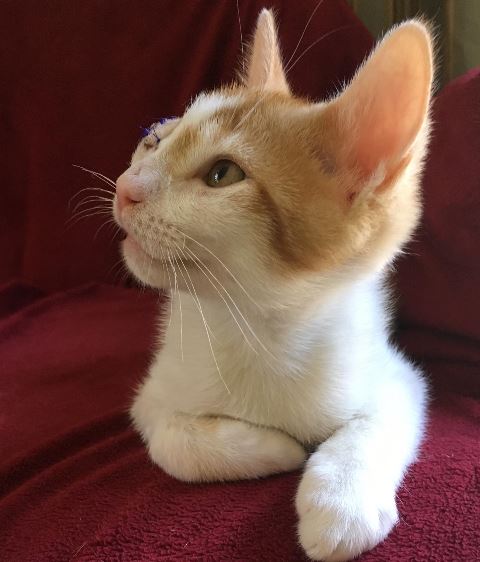 Cheddar