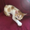 Cheddar