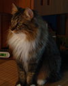 Chico