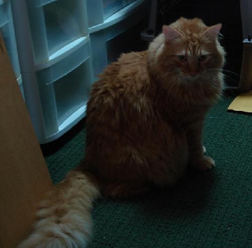 Rubio