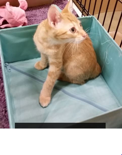 Oliver