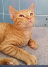 Cheddar
