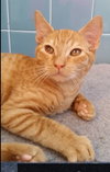 Cheddar
