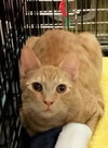 Cheddar