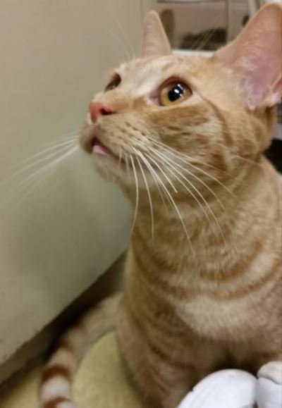 Cheddar