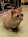 Cheddar
