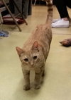 Cheddar
