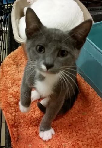 Bowie