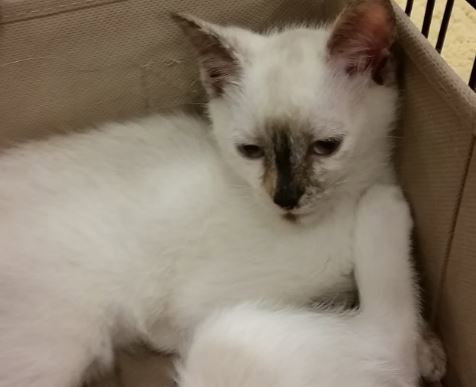 Chenille