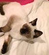 Kona
