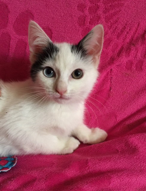 Bowie
