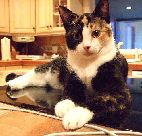 Miss Molly