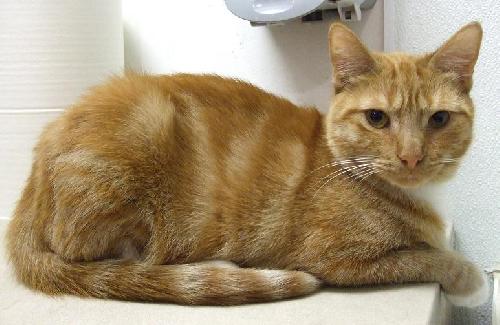 Mango-DSH