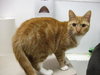 Mango-DSH
