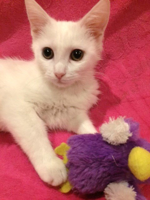 Cotton