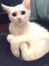 Cotton