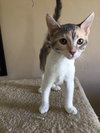 Model