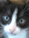 Pepe Le Pew