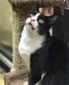 Pepe Le Pew