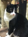 Pepe Le Pew