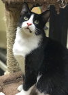 Pepe Le Pew