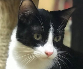 Pepe Le Pew