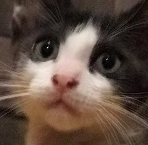 Linus