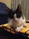Linus