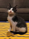 Linus