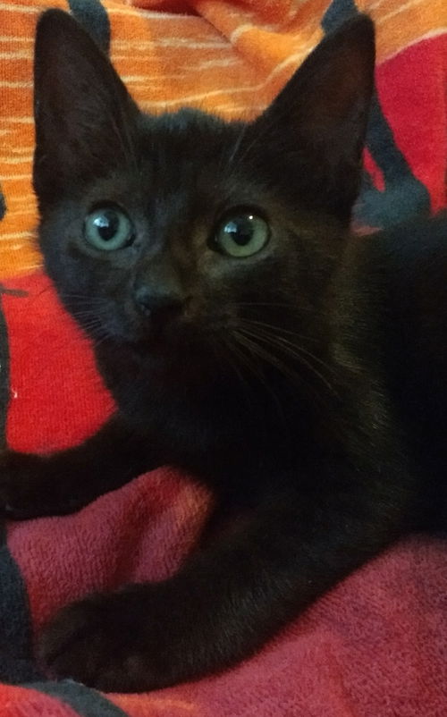 Koko