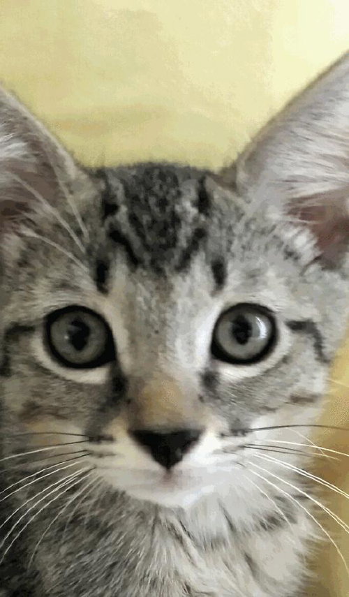 Mojo