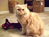 Percy