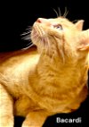 adoptable Cat in miami, FL named Bacardi