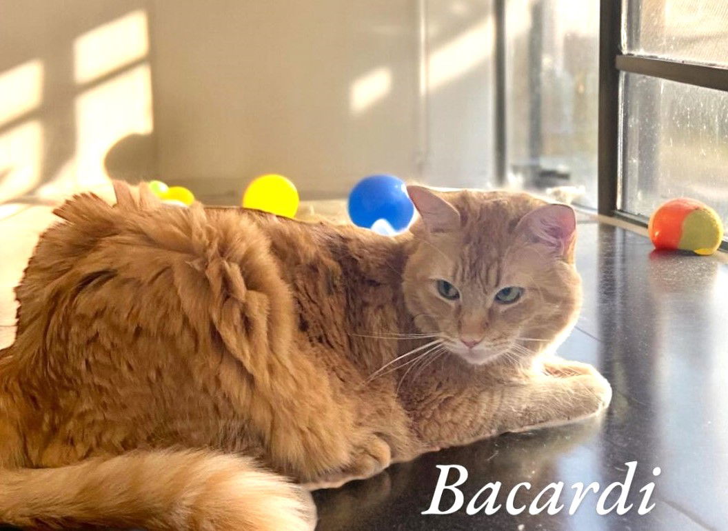 adoptable Cat in Miami, FL named Bacardi