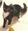 Pierre