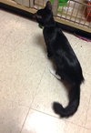 Pierre